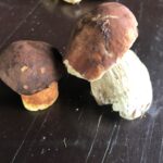 Proč si nepřivydělat třeba na houbách