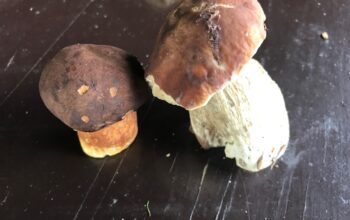 Proč si nepřivydělat třeba na houbách